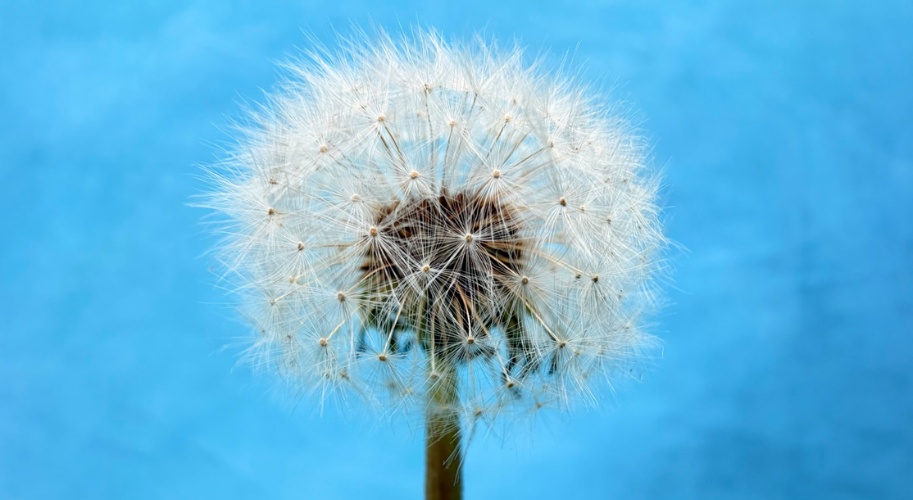 Ảnh chụp từ camera của iPhone 17 thường