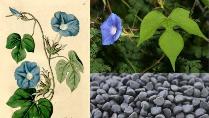 Toàn thân cây bìm bìm có thể dùng làm thuốc