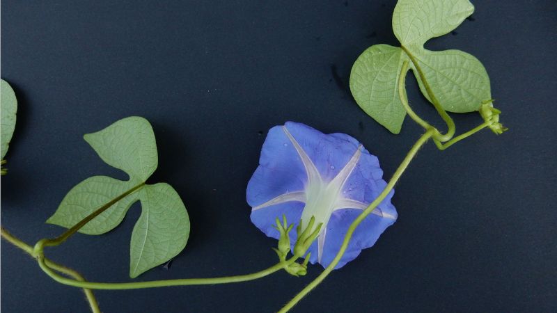 Lá cây Bìm bìm biếc xẻ 3 thùy, hoa màu lam tím hoặc hồng tím 