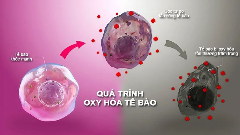 Chiết xuất lá cây cải trời có tác dụng chống oxy hóa