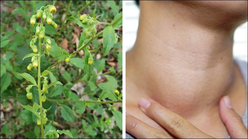 Cây cải trời được sử dụng trong bài thuốc trị bướu cổ