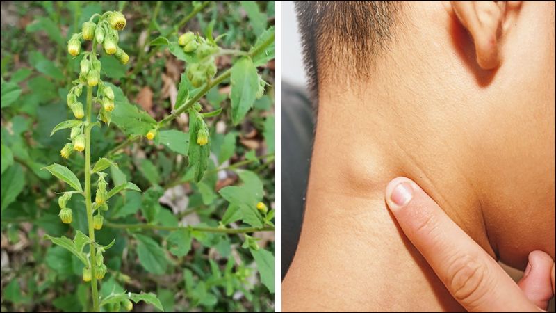 Cây cải trời được sử dụng trong các bài thuốc trị bệnh hạch