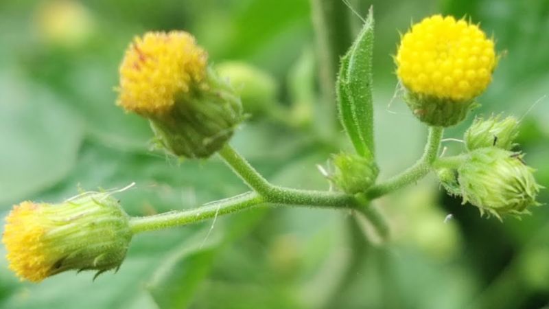 Chiết xuất lá cây cải trời có khả năng ức chế sự phát triển của tế bào ung thư