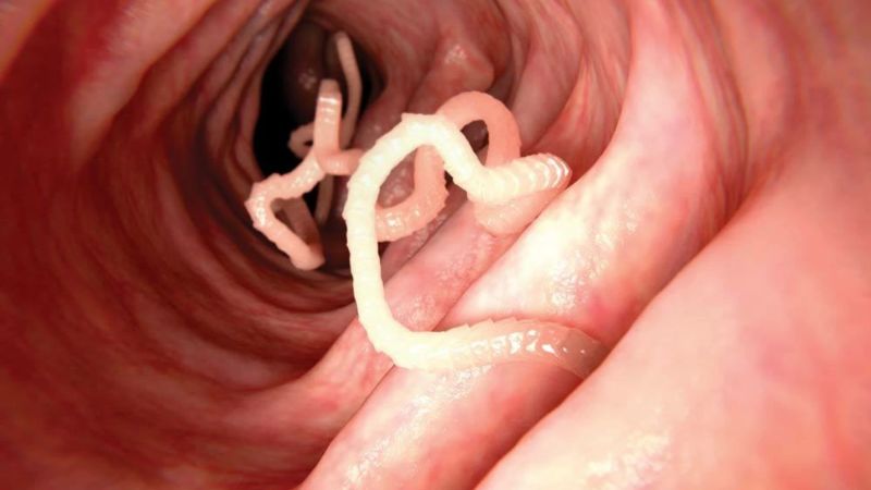 Cây cải trời chứa nhiều hợp chất có tác dụng diệt giun sán