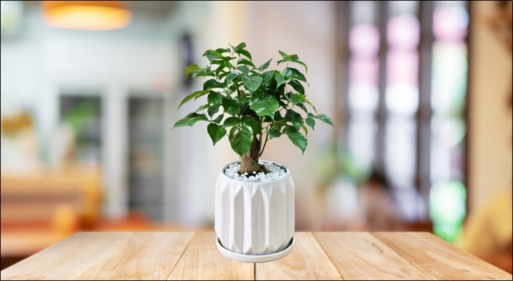 Cây hạnh phúc là biểu tượng cho sự sum vầy, êm ấm và hòa thuận trong gia đình