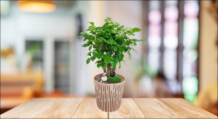 Trồng cây hạnh phúc trong nhà giúp người mệnh Kim cân bằng năng lượng, tiết chế sự nóng nảy, giải tỏa sát khí