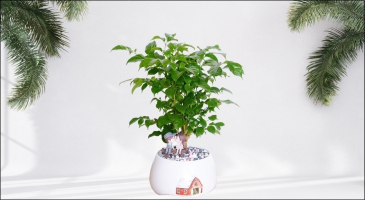 Đặt cây hạnh phúc trong không gian sống sẽ giúp người mệnh Mộc củng cố nền tảng gia đình, tăng cường sức khỏe