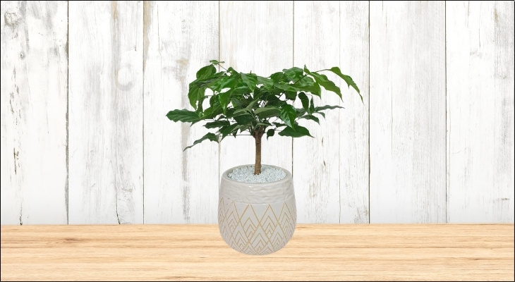 Đặt một chậu cây hạnh phúc mini cạnh laptop hoặc màn hình máy tính giúp giảm bức xạ điện tử