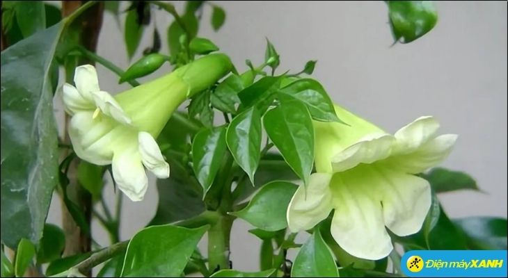 Khi cây hạnh phúc bất ngờ ra hoa, đây được xem là một điềm báo đại cát đại lợi