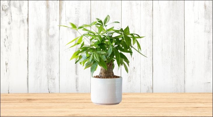 Cây Kim Ngân thể hiện cho sự sung túc, đẩu đầy, may mắn và kiên định