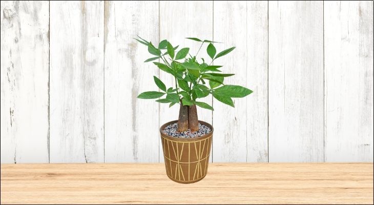 Người mệnh Mộc trồng cây Kim Ngân giúp củng cố niềm tin và sự ổn định trong cuộc sống