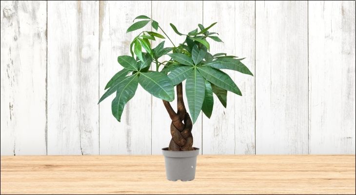 Vị trí lý tưởng nhất để đặt cây Kim Ngân là bàn làm việc, quầy thu ngân hoặc kệ tivi trong phòng khách