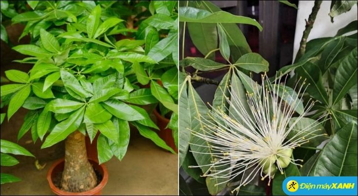 Nếu cây Kim Ngân của bạn ra hoa, đó là điềm báo đại cát đại lợi, báo hiệu gia chủ sắp đón nhận tin vui lớn