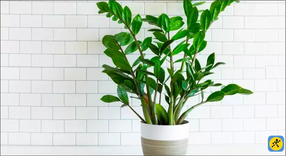 Cây Kim Tiền đại diện cho sự thăng tiến không ngừng, tiền tài tích tụ và sự ổn định về mặt tài chính