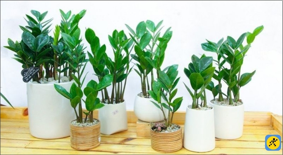 Người mệnh Mộc trồng cây Kim Tiền được xem là như cá gặp nước, giúp củng cố vận khí và tài lộc