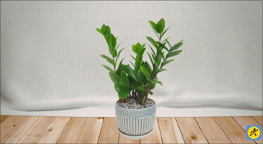 Kim Tiền là loài cây chịu hạn rất tốt nhờ thân và lá mọng nước, do đó bạn không cần tưới quá nhiều