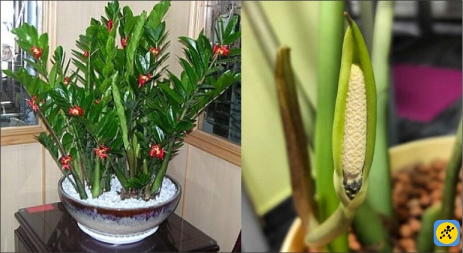 Nếu cây Kim Tiền của bạn trổ hoa, đó là dấu hiệu cực kỳ may mắn