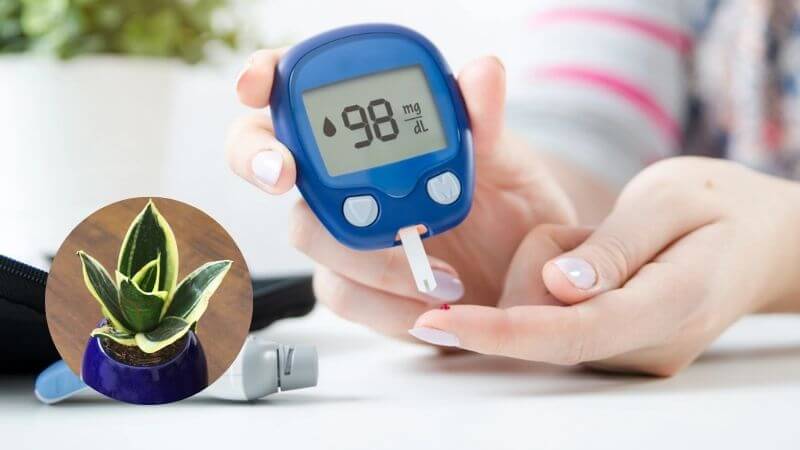 Cây lưỡi hổ kích thích sản sinh insulin và điều hòa lượng đường trong máu