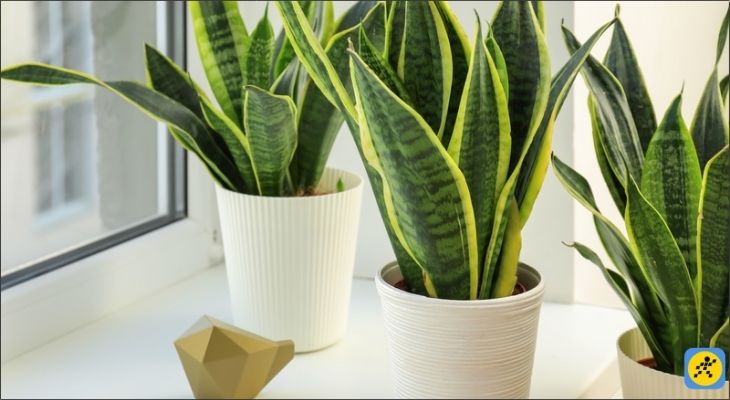 Cây lưỡi hổ với đặc tính hành Kim (viền vàng) và hành Thổ (màu xanh sẫm) sẽ không thực sự phù hợp với những người thuộc mệnh Mộc và mệnh Thủy