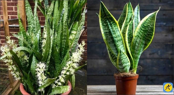 Lựa chọn chậu cây có màu sắc thuộc hành hỏa như đỏ, cam hoặc tím (đối với người mệnh Thủy) để tạo ra vòng tròn tương sinh