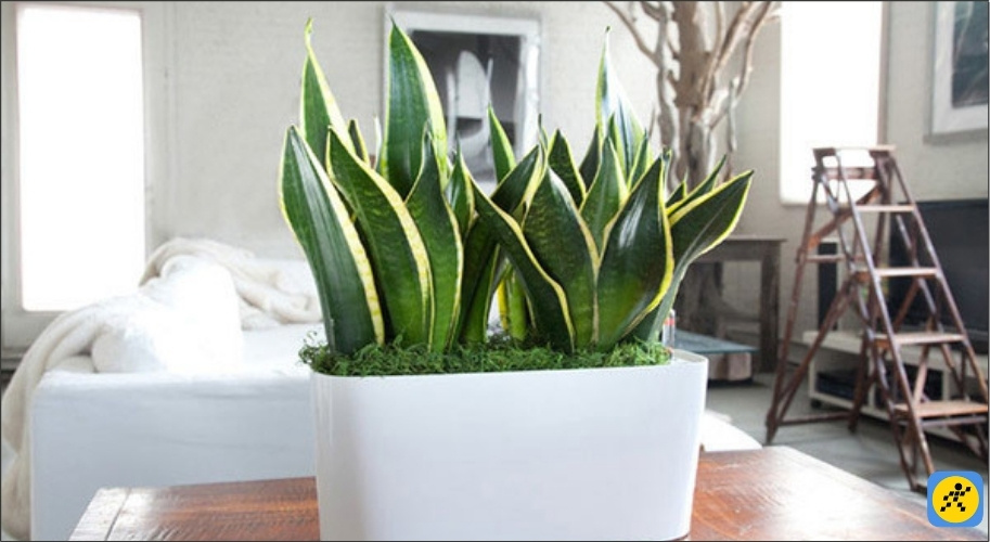 Người tuổi Thìn thường mang năng lượng mạnh mẽ và quyết đoán, rất tương đồng với dáng vẻ uy nghi của cây lưỡi hổ