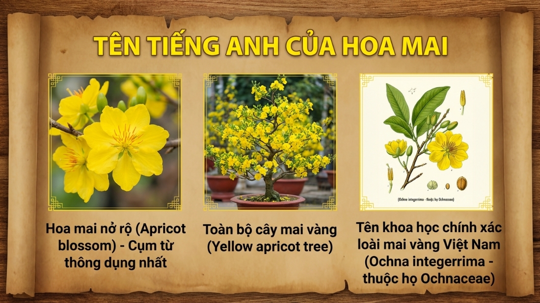 T&ecirc;n tiếng Anh của hoa mai