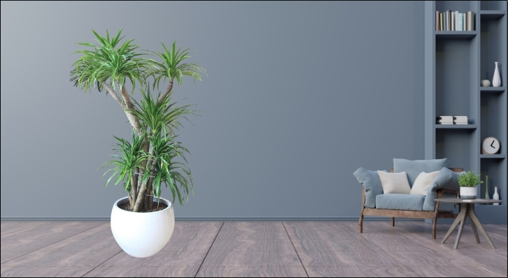 Cây Phát tài núi có sức sống vô cùng mãnh liệt, chịu hạn tốt và đặc biệt ưa bóng râm bán phần Cây Phát tài núi có sức sống vô cùng mãnh liệt, chịu hạn tốt và đặc biệt ưa bóng râm bán phần