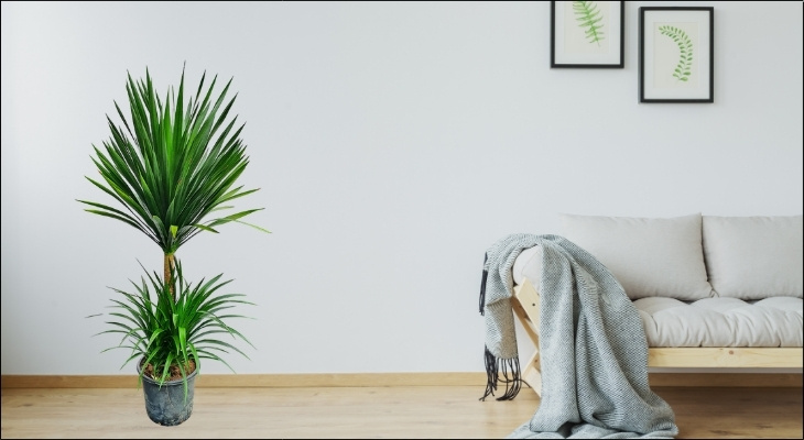 Cây Phát tài núi giúp người mệnh Mộc củng cố nội lực, gia tăng sự tự tin và tạo ra sự ổn định trong sự nghiệp cũng như cuộc sống Cây Phát tài núi giúp người mệnh Mộc củng cố nội lực, gia tăng sự tự tin và tạo ra sự ổn định trong sự nghiệp cũng như cuộc sống