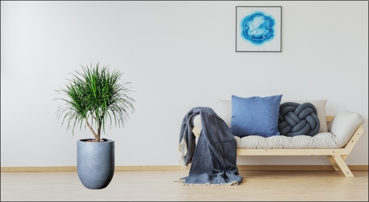 Nhiệt độ lý tưởng để cây Phát tài núi phát triển ổn định là từ 15 đến 25 độ C Nhiệt độ lý tưởng để cây Phát tài núi phát triển ổn định là từ 15 đến 25 độ C