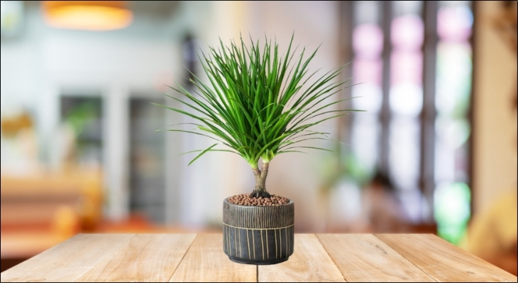 Đặt một chậu Phát tài núi lớn ở góc phòng khách hoặc cạnh kệ tivi giúp chặn sát khí từ góc cạnh đồ nội thất Đặt một chậu Phát tài núi lớn ở góc phòng khách hoặc cạnh kệ tivi giúp chặn sát khí từ góc cạnh đồ nội thất