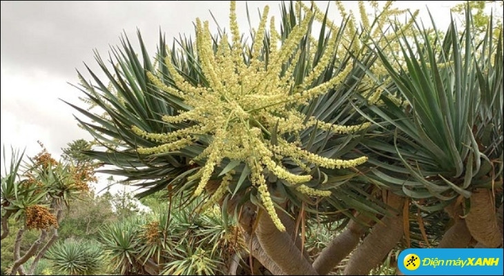 Hoa Phát tài núi thường mọc thành từng chùm màu vàng nhạt, mang hương thơm thoang thoảng dịu nhẹ Hoa Phát tài núi thường mọc thành từng chùm màu vàng nhạt, mang hương thơm thoang thoảng dịu nhẹ