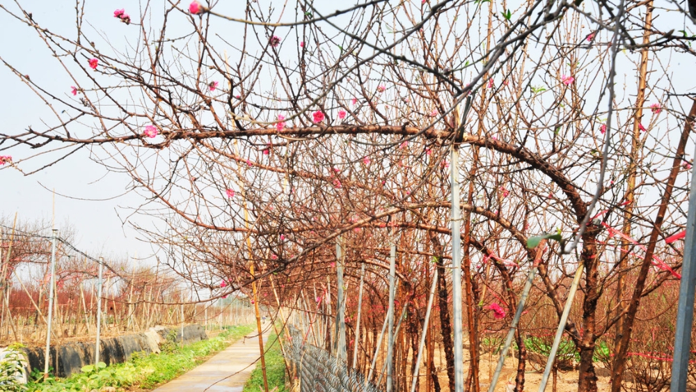 C&aacute;ch chọn c&agrave;nh đ&agrave;o huyền chuẩn v&agrave; đẹp