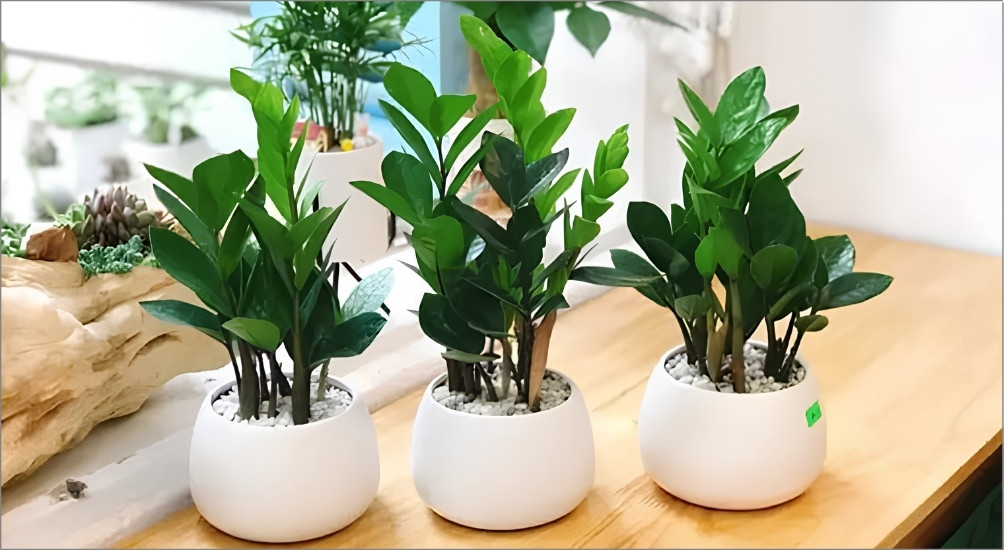 Thay vì chọn chậu cá mini, người sinh năm 1988 nên chọn để một cây kim tiền nhỏ lên bàn làm việc