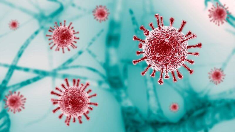 Chiết xuất hắc kỷ tử đã được chứng minh có hoạt tính chống lại virus cúm