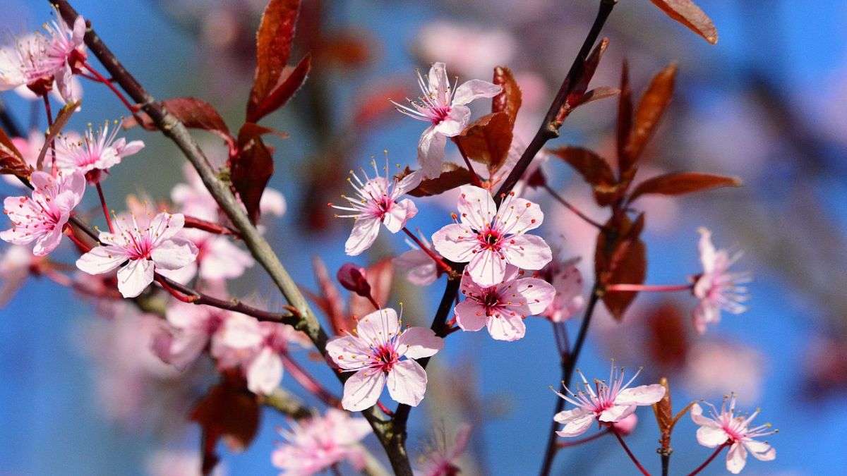 Hình nền hoa Đào ngày Tết 4k