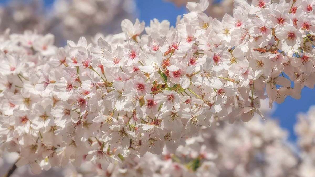 Hình nền hoa Đào ngày Tết 4k