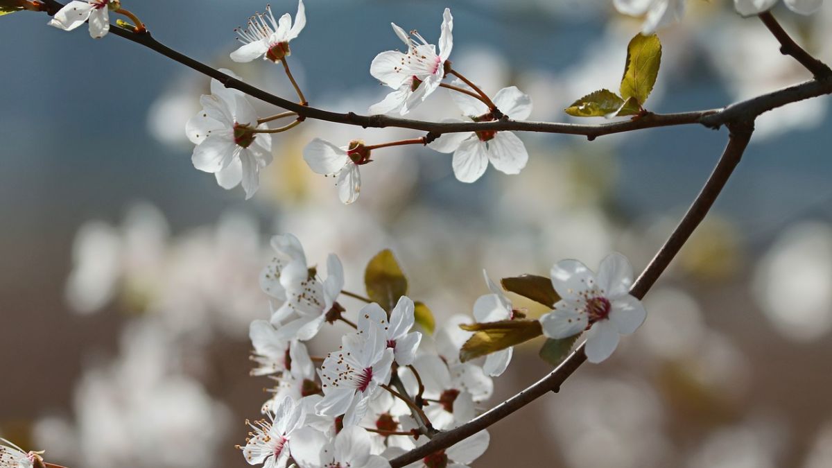 Hình nền hoa Đào ngày Tết 4k