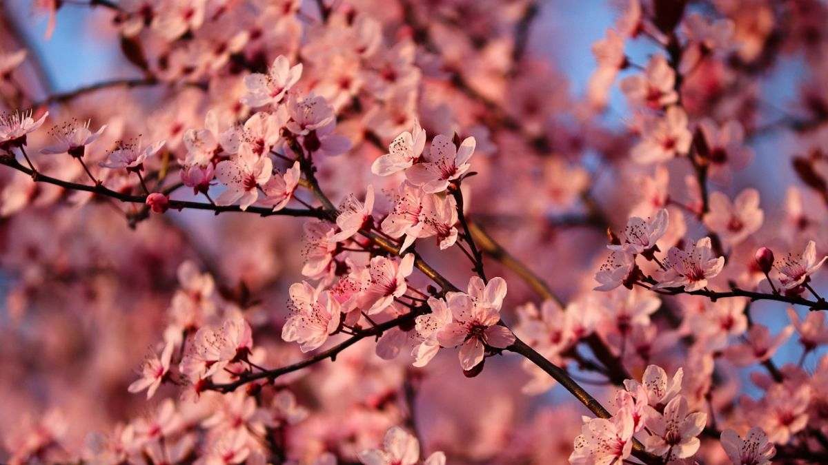 Hình nền hoa Đào ngày Tết 4k