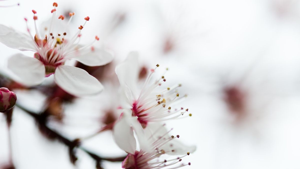 Hình nền hoa Đào ngày Tết đẹp