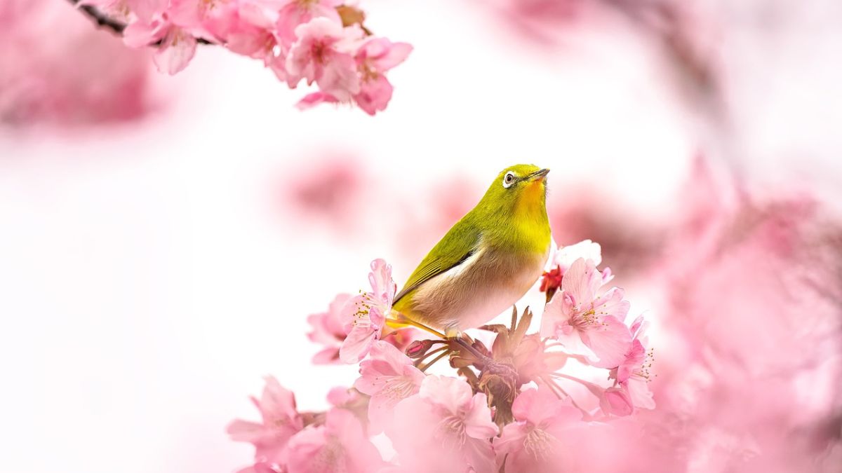 Hình nền hoa Đào ngày Tết đẹp