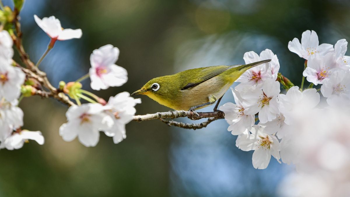 Hình nền hoa Đào ngày Tết đẹp