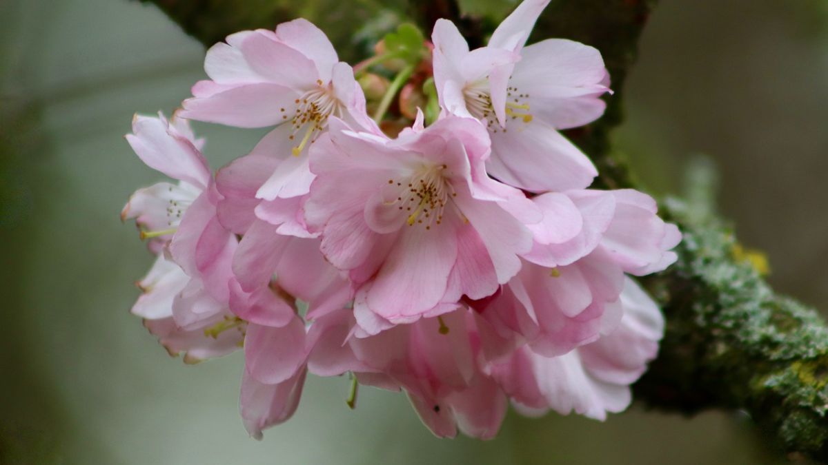 Hình nền hoa Đào ngày Tết đẹp