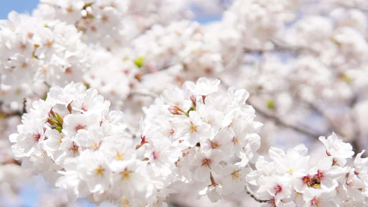 Hình nền hoa Đào ngày Tết đẹp