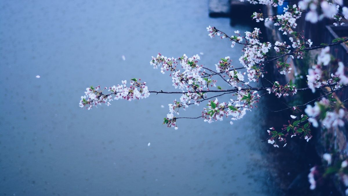 Hình nền hoa Đào ngày Tết đẹp