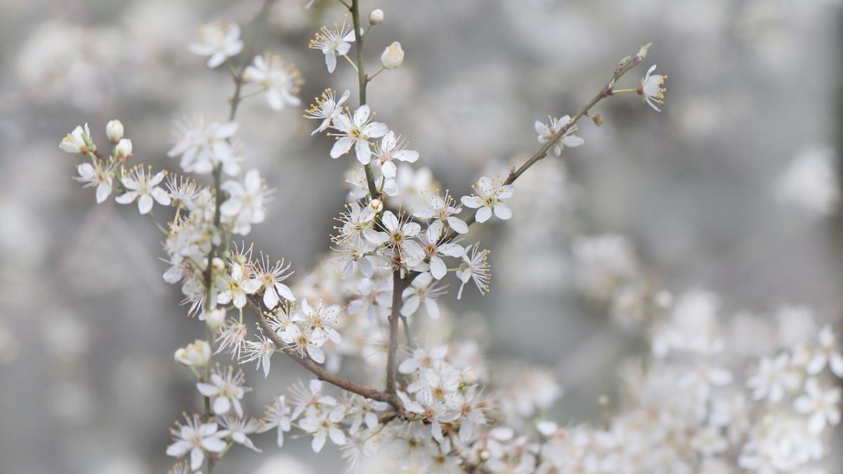 Hình nền hoa Đào ngày Tết đẹp