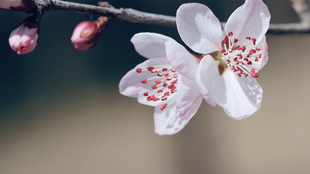 Hình nền hoa Đào ngày Tết đẹp