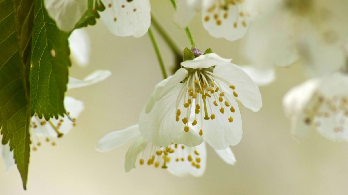 Hình nền hoa Đào ngày Tết đẹp