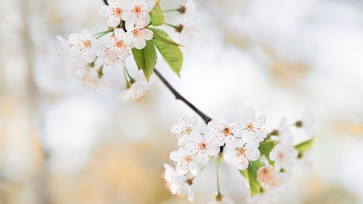 Hình nền hoa Đào ngày Tết đẹp