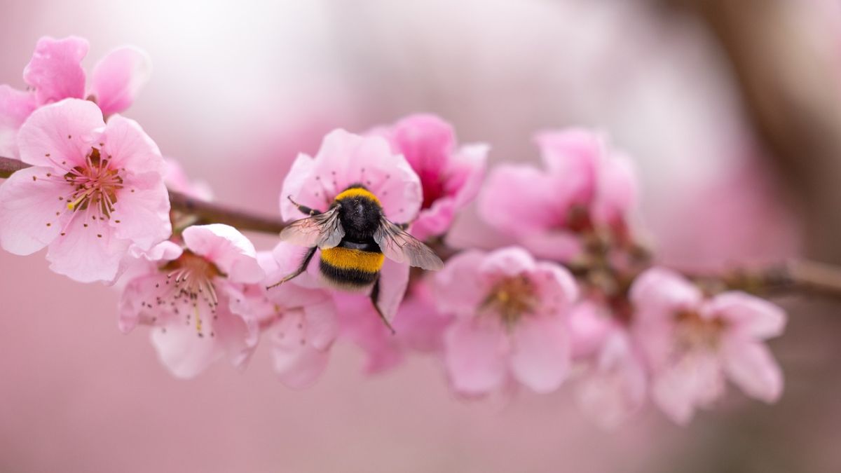 Hình nền hoa Đào ngày Tết đẹp