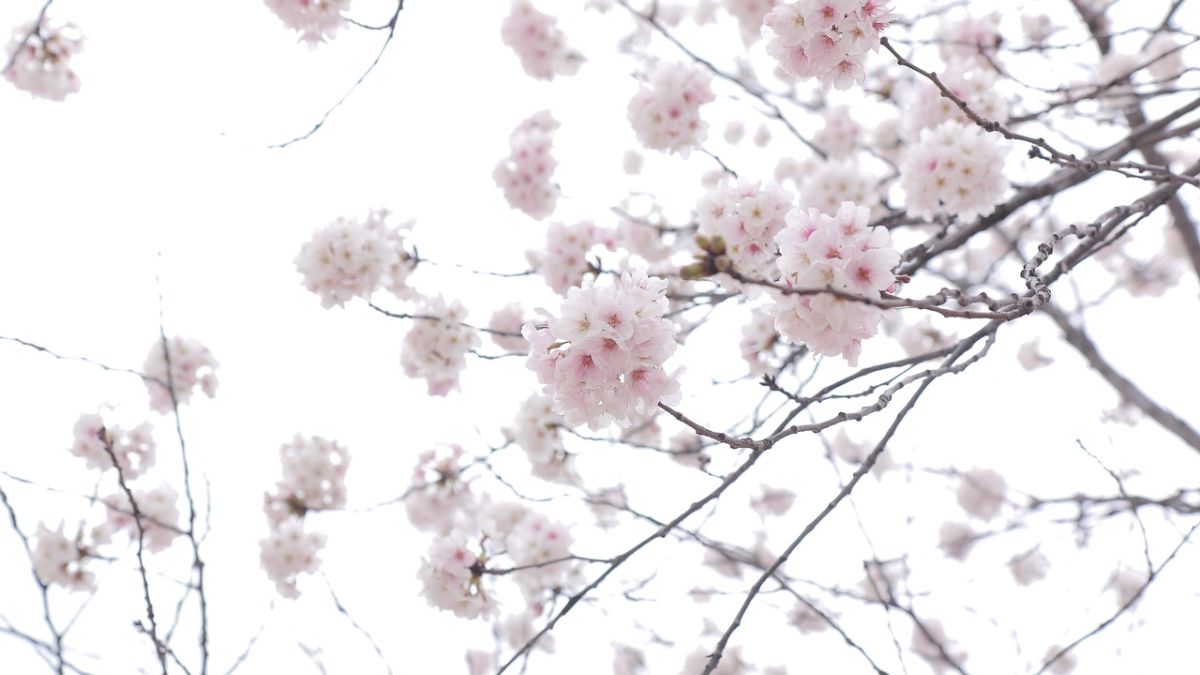 Hình nền hoa Đào ngày Tết đẹp